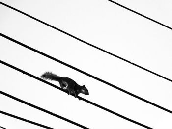 Low angle view of bird perching on power lines against clear sky