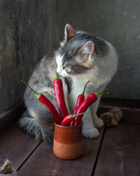 A fluffy cat with a stern look sniffs the pods of chili peppers