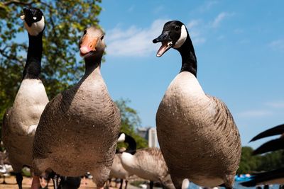 Canada geese against sky