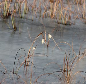 Plants in water