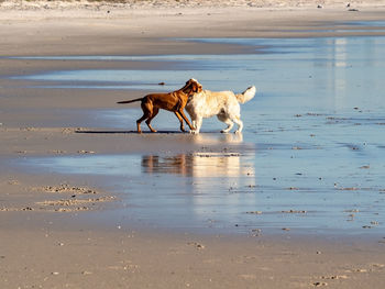 Dog running on beach
