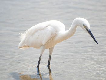 White duck in a sea