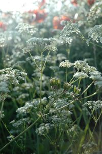 Close-up of flowering plant during winter