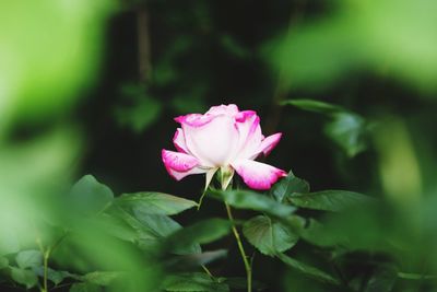 Close-up of pink flower