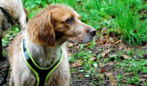 Close-up of dog on grass