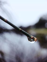 Close-up of water drop on plant