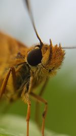 Close-up of insect on flower