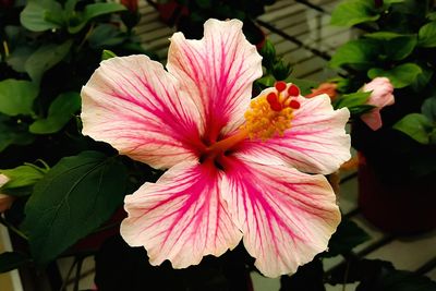 Close-up of pink hibiscus flower
