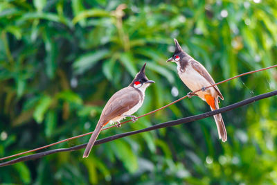 Close-up of birds perching on branch