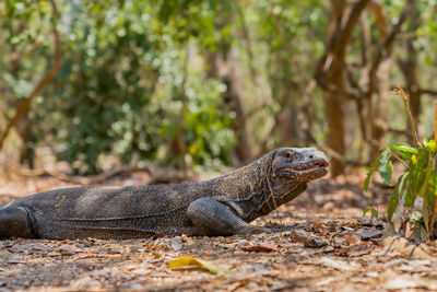 Side view of a lizard on land