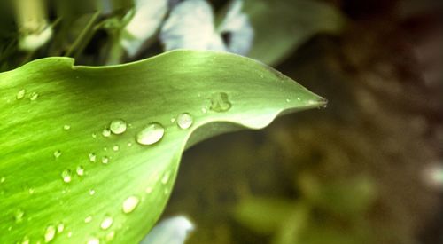 Close-up of wet leaf