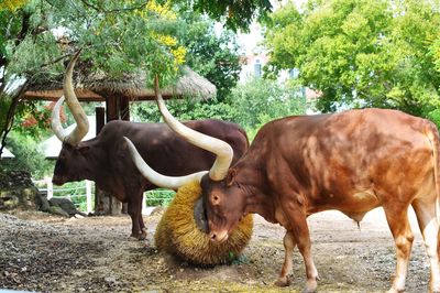 Side view of bulls standing against trees