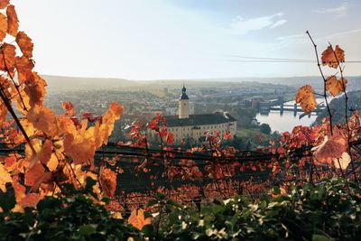 Plants by buildings against sky during autumn