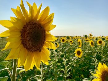 Close-up of yellow sunflower on field against sky
