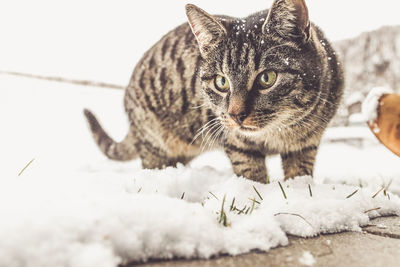 Close-up of a cat