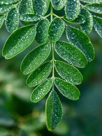 Close-up of wet plant