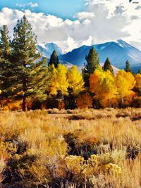 Scenic view of autumn trees against sky