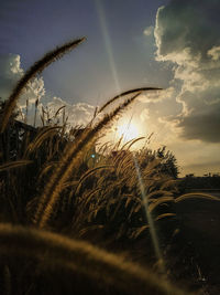 Close-up of stalks in field against sky at sunset