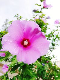 Close-up of wet pink flowering plants