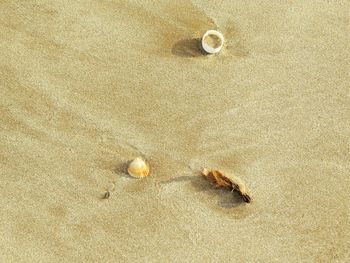 High angle view of shell on sand