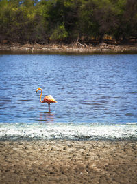 View of birds on beach