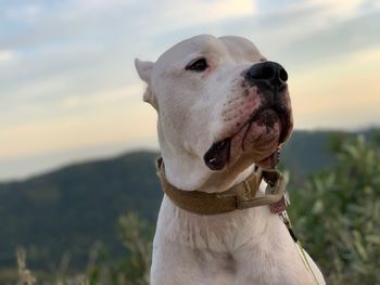 Close-up of a dog looking away