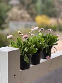 Close-up of white flowering plant