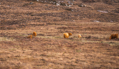 Horse grazing on field