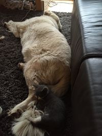 Cat sleeping on couch