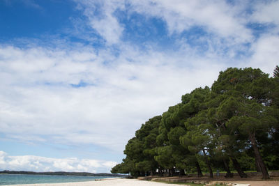 Trees at beach against sky