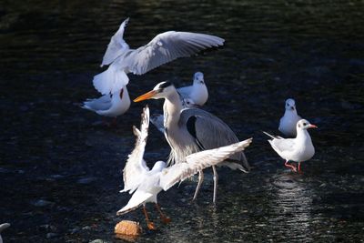 Swans on lake