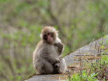 Monkey looking away while sitting outdoors