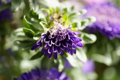 Close-up of purple flowering plant