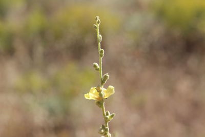 Close-up of flowering plant