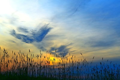 Plants growing on field against sky during sunset