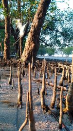 Close-up of trees on beach