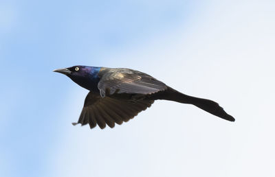 Low angle view of bird flying