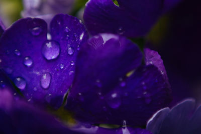 Close-up of purple flower