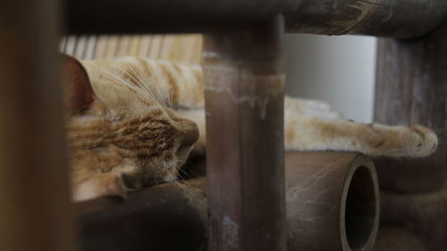 Close-up of a cat sleeping