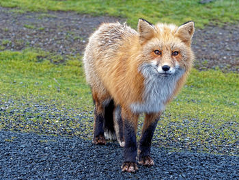 Portrait of dog standing on grass