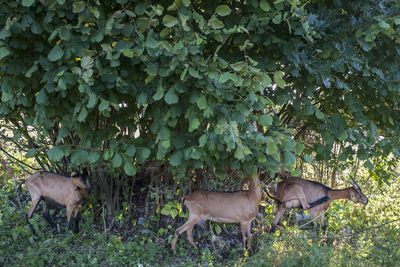 Deer amidst plants on field