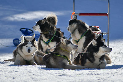 Dogs on snow