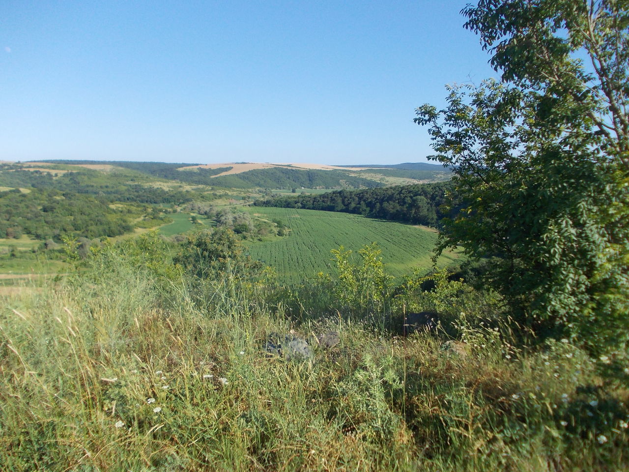 Field near hills