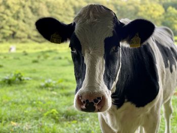 Close-up portrait of cow on field