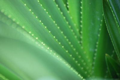 Full frame shot of green leaves