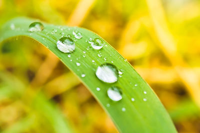 Close-up of raindrops on leaves