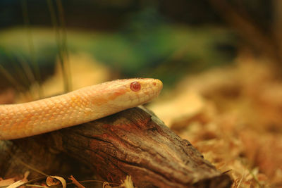 Close-up of lizard on land