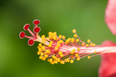 Close-up of red flowering plant