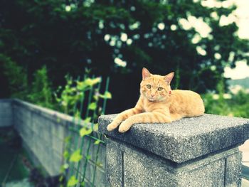 Portrait of ginger cat sitting on retaining wall