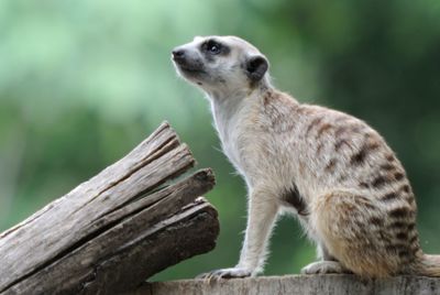 Low angle view of meerkat on tree stump